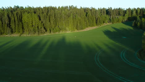 Approaching-aerial-view-towards-deer,-grazing-on-a-green-field,-on-the-countryside-of-Finland,-sunny,-spring-evening,-in-Porkkala,-Uusimaa---Rangifer-tarandus-fennicus---tilt-down,-drone-shot