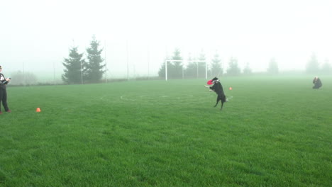 Slow-motion-shot-of-dog-catching-frisbee-on-lawn-during-dusty-day