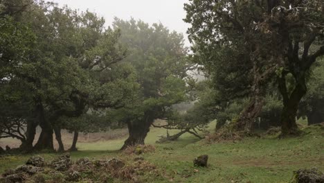 Fast-interval-timelapse-of-big-oak-trees-getting-covered-in-mist-in-Laurissilva-forest-in-Madeira,-Portugal