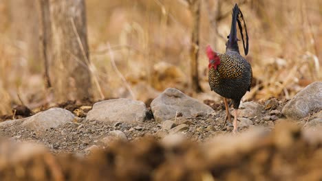 Rooster-Male-Grey-Jungle-Fowl-ancestor-of-poultry-walks-towards-the-camera-in-the-Indian-Jungle