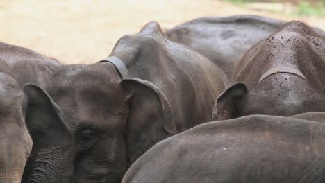 Eine-Gruppe-Elefanten-Steht-Zusammen-Und-Isst-Mit-Halsgeschirren