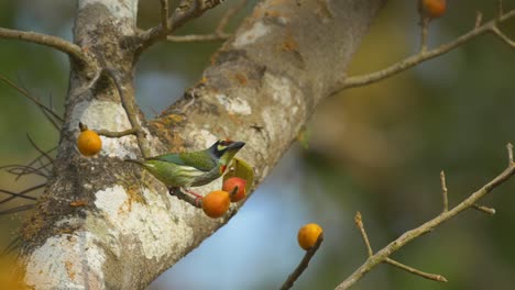 A-CopperSmith-Barbet-sitting-on-a-Ficus-tree-with-Orange-red-fruit-,-eating-in-the-Western-Ghats-of-India