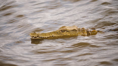 Side-profile-shot-of-a-crocodile-sticking-its-head-out-of-the-water
