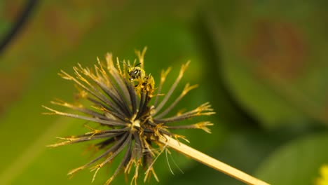 Closeup-of-Sweat-bee-crawling-on-blackjack-plant-fruiting-head