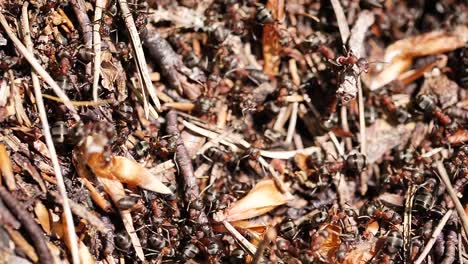 Hochgeschwindigkeits-Makroaufnahme-Einer-Ameisenkolonie-Im-Wald