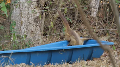 Mono-Sobreviviente-Bebiendo-De-Un-Lugar-De-Agua-Preparado-Por-Voluntarios-En-Pantanal-Fauna-2020