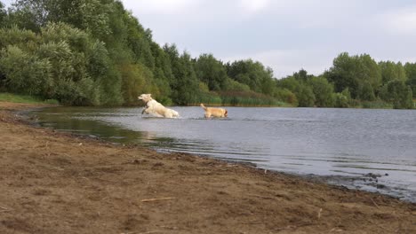 Labrador-dogs-playing-in-a-lake-wide--shot