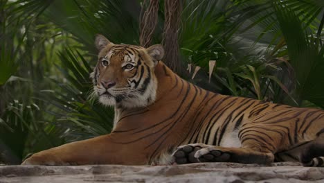 Tigre-Acostado-En-El-Hábitat-Del-Zoológico-De-La-Selva-Slomo
