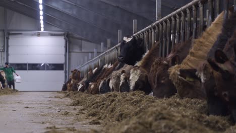 Weitwinkelaufnahme-Einer-Modernen-Kuhfarm-Mit-Vielen-Norwegischen-Milchrindern