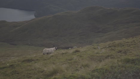 Ovejas-En-Las-Montañas-Verdes-Cubiertas-De-Hierba-Del-Parque-Nacional-Loch-Lomonds-En-Escocia,-Reino-Unido