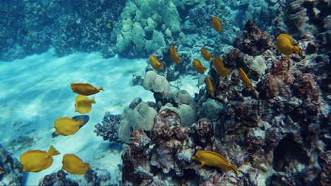 Hundreds-of-Yellow-Tang-Fish-swim-together-as-a-school-in-the-coral-reefs-of-Hawaii's-Pacific-Ocean