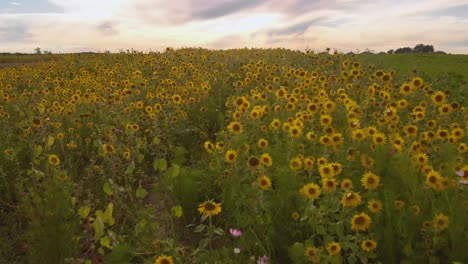 Wunderschöne-Blumenfelder-In-Den-Farben-Gelb,-Rot,-Orange-Und-Grün-Tauchen-In-Den-Schein-Des-Sonnenuntergangs-Ein