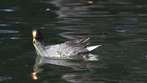 Close-side-view-of-common-moorhen-swimming-and-eating-green-plant