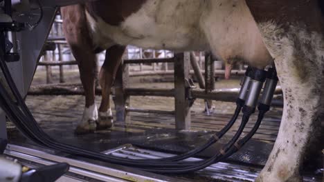 Milking-robot-arm-pumping-milk-of-udder-in-barn