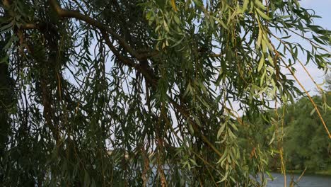 Weeping-Willow-tree-leaves-blowing-against-blue-sky