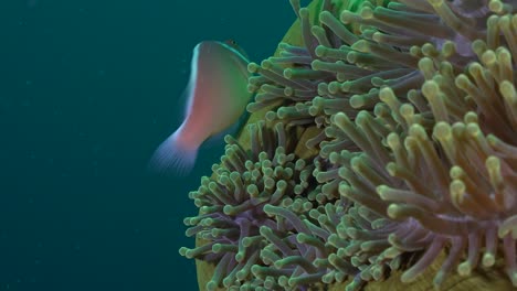 Pink-Skunk-Anemone-fish-swimming-in-green-Sea-anemone,-close-up-shot