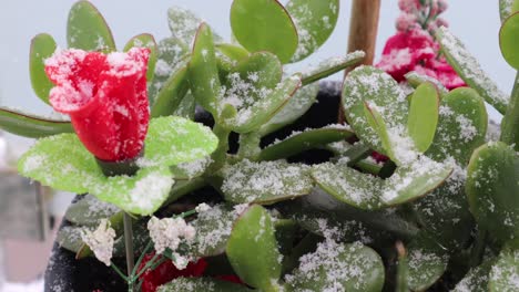 Jade-Sukkulentenpflanze-Mit-Roter-Kunstblume-Bei-Schneefall-Im-Winter