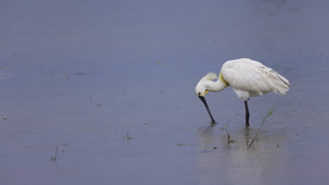 Eurasian-Spoonbill-preening-in-middle-of-blue-lake-water-as-the-rain-drops-fall---slow-motion