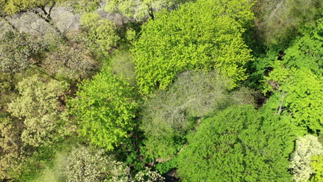 Eine-Luftaufnahme-Der-Wipfel-Grüner-Bäume