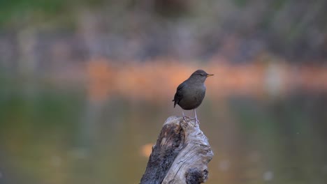 American-Dipper-perching-on-a-log-and-observing-its-surrounding