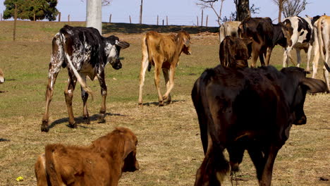 Herd-of-cattle-walking-through-the-middle-of-the-farm