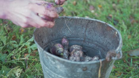 Filling-bucket-harvesting-homegrown-organic-turnips