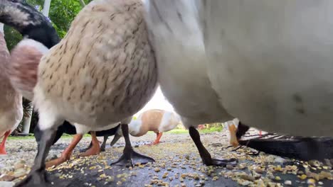 group-of-ducks-eating-corn,-animals