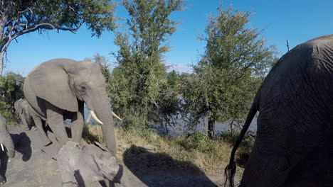 Einzigartiger-Blick-Auf-Wilde-Elefanten,-Die-Im-Gänsemarsch-An-Einer-GoPro-Sportkamera-Vorbeilaufen