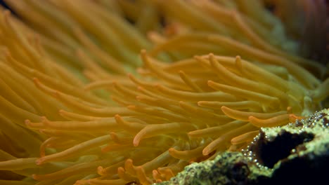 Orange-sea-anemone-with-tentacles-moving-in-fresh-ocean-water
