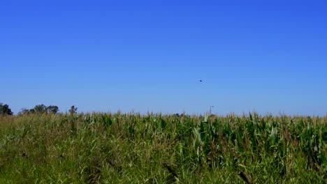 Wide-shot-of-a-chimango-caracara-flying-over-a-corn-field-on-a-sunny-morning