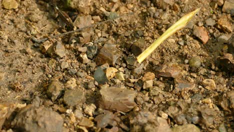 Blattschneiderameise-Trägt-Getrocknetes,-Aufgerolltes-Gelbes-Blatt-über-Einen-Winzigen-Felsen-Auf-Dem-Boden
