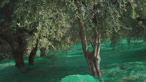 Olivenbäume-Landwirtschaft