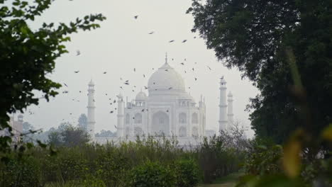 Los-Pájaros-Vuelan-Cerca-Del-Taj-Mahal
