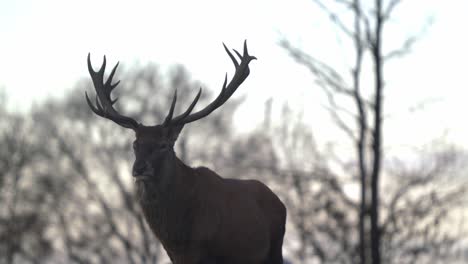 Majestic-stag-with-large-antlers-turns-his-head,-looks-at-Camera-and-moves-his-ears---SLOMO