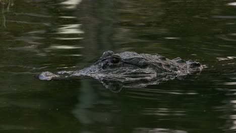 Alligatoren-Warten-Geduldig-Im-Seichten-Wasser