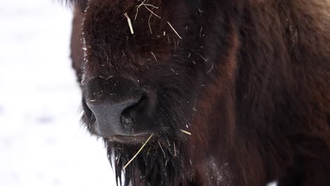 bison-closeup-breathing-in-the-cold-winter-slow-motion