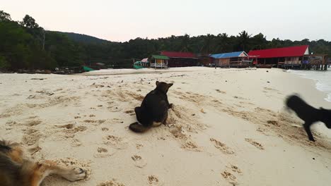 Khmer-stray-dogs-having-fun-at-the-beach-in-Koh-Rong-Island,-Cambodia-that-shows-the-simplicity-of-island-life
