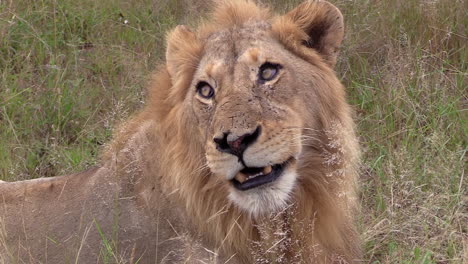 Close-view-of-face-of-male-lion-as-wind-blows-through-tall-grass