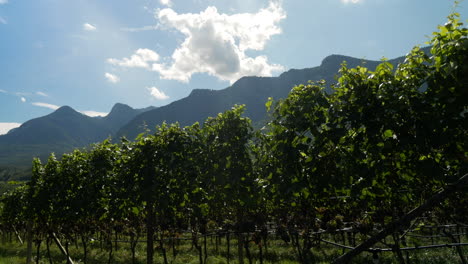 Vineyard-waving-in-the-wind-during-sunny-day-in-Italy-with-alp-mountains-in-background