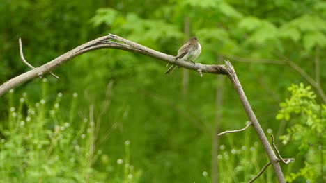 Eastern-Phoebe-bird-with-puffed-up-plumage-perched-on-branch-with-green-backdrop