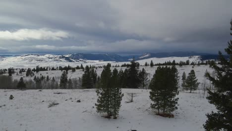 Pinos-Verdes-Parados-En-El-Suelo-Cubierto-De-Nieve-Blanca-Con-Las-Montañas-Rocosas-Al-Fondo-En-Un-Día-Nublado