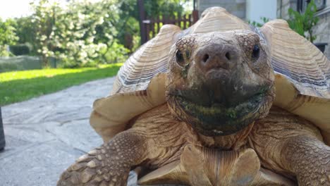 Close-up-low-angle-perspective-of-motionless-big-turtle-staring-at-camera