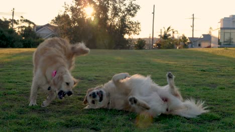Two-female-golden-retrievers-wrestling-and-play-fight-at-park-together-during-sunset