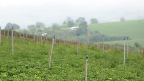 Chinakohlfarm-Mit-Automatischer-Sprinkleranlage-Und-Bergblick-Im-Hintergrund