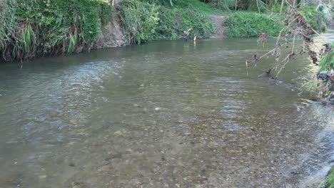 Aguas-Tranquilas-Que-Fluyen-En-El-Río-De-Poca-Profundidad-Durante-La-Temporada-De-Desove