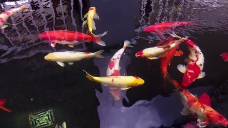 The-big-fancy-colorful-variety-of-ornamental-Koi-fish-in-the-pond-with-reflections-of-water-shadows-of-light