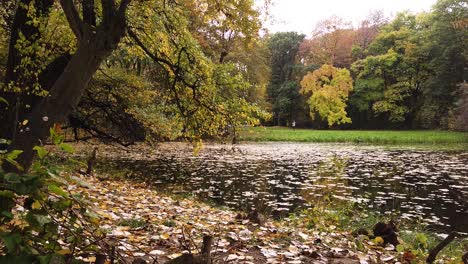 Pond-with-huge-amount-of-yellow-and-golden-autumn-foliage-in-Park-Skaryszewski-with-beautiful-autumn-colors