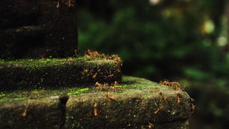 A-fire-ant-colony-working-over-mossy-green-bricks-on-an-old-Angkorian-temple