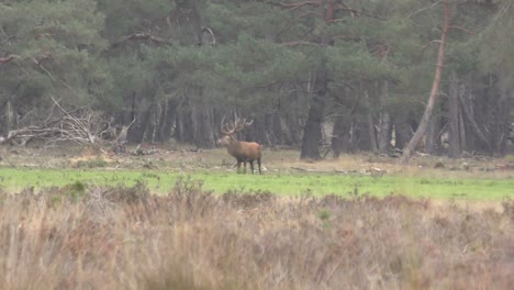 Elk-standing-alone-on-small-patch-of-grass-surrounded-by-pineforest,-the-elk-bends-down-to-eat-grass-after-looking-straight-at-the-camera