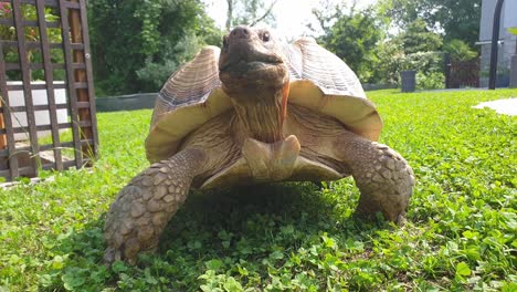 Close-up-low-angle-of-giant-tortoise-walking-facing-camera